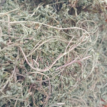 鹅不食草