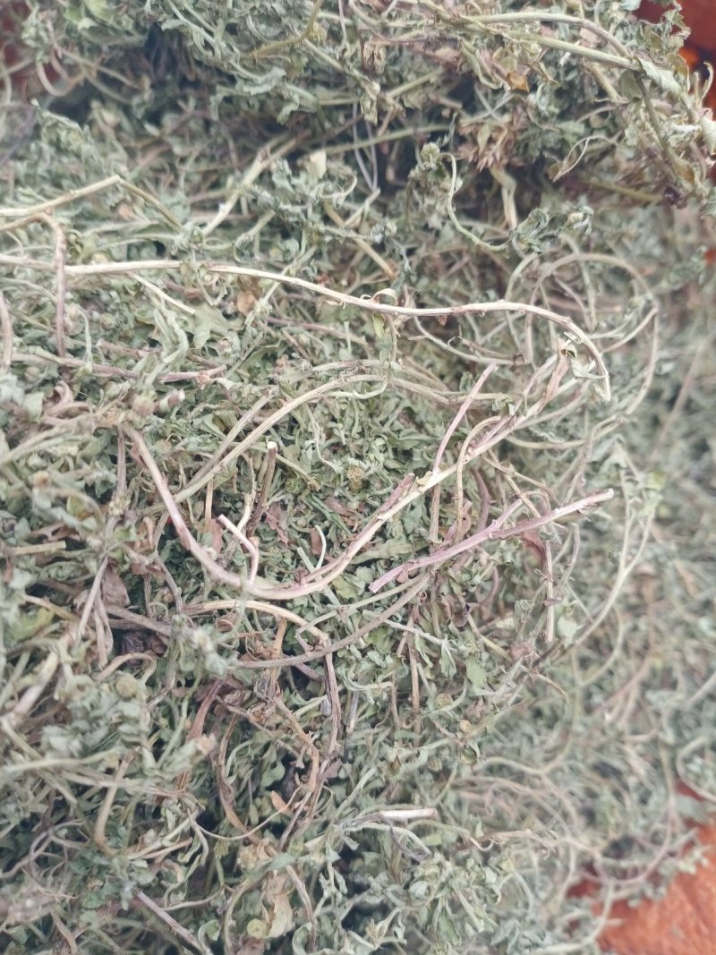 鹅不食草