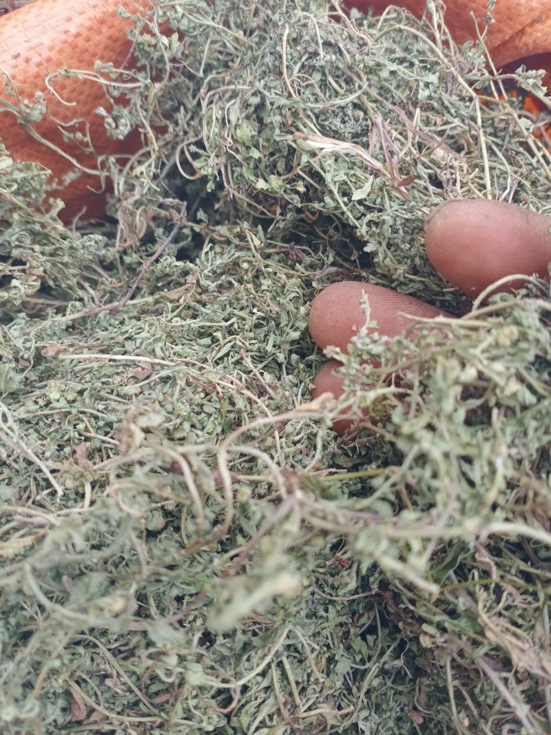 鹅不食草