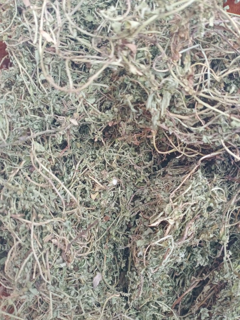 鹅不食草