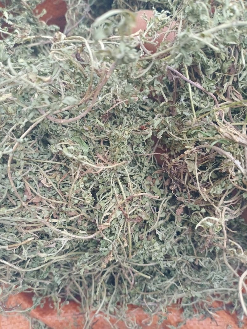 鹅不食草