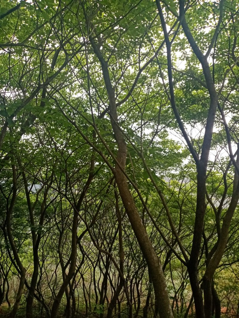 紫花风铃