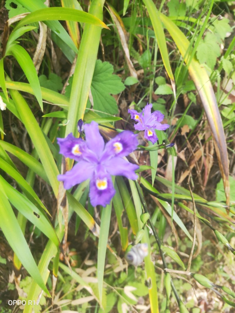 蓝花鸢尾苗四季长青花期特长阳台室内房前屋后及道路绿化