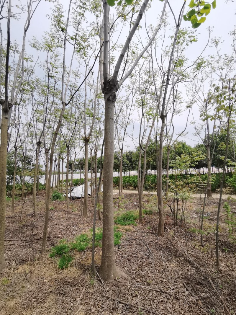 栾树黄山栾树栾树批发栾树价格