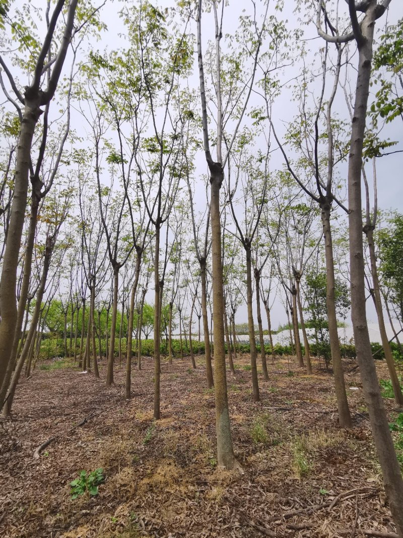 栾树黄山栾树栾树批发栾树价格
