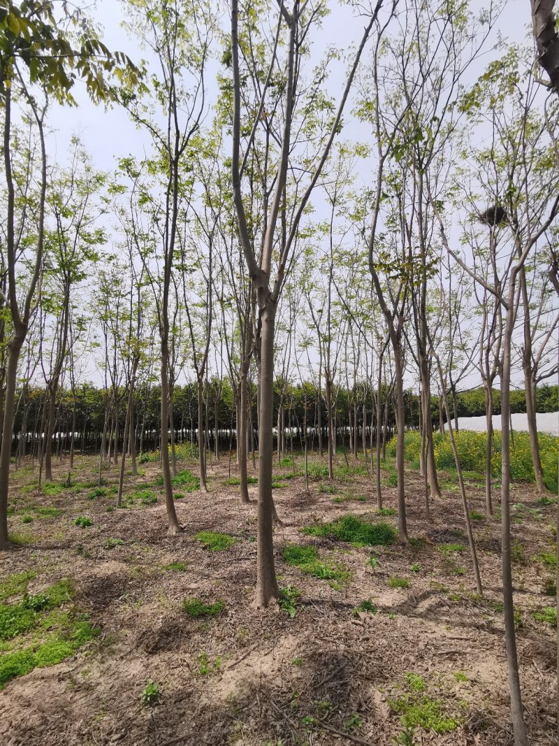 栾树黄山栾树栾树批发栾树价格
