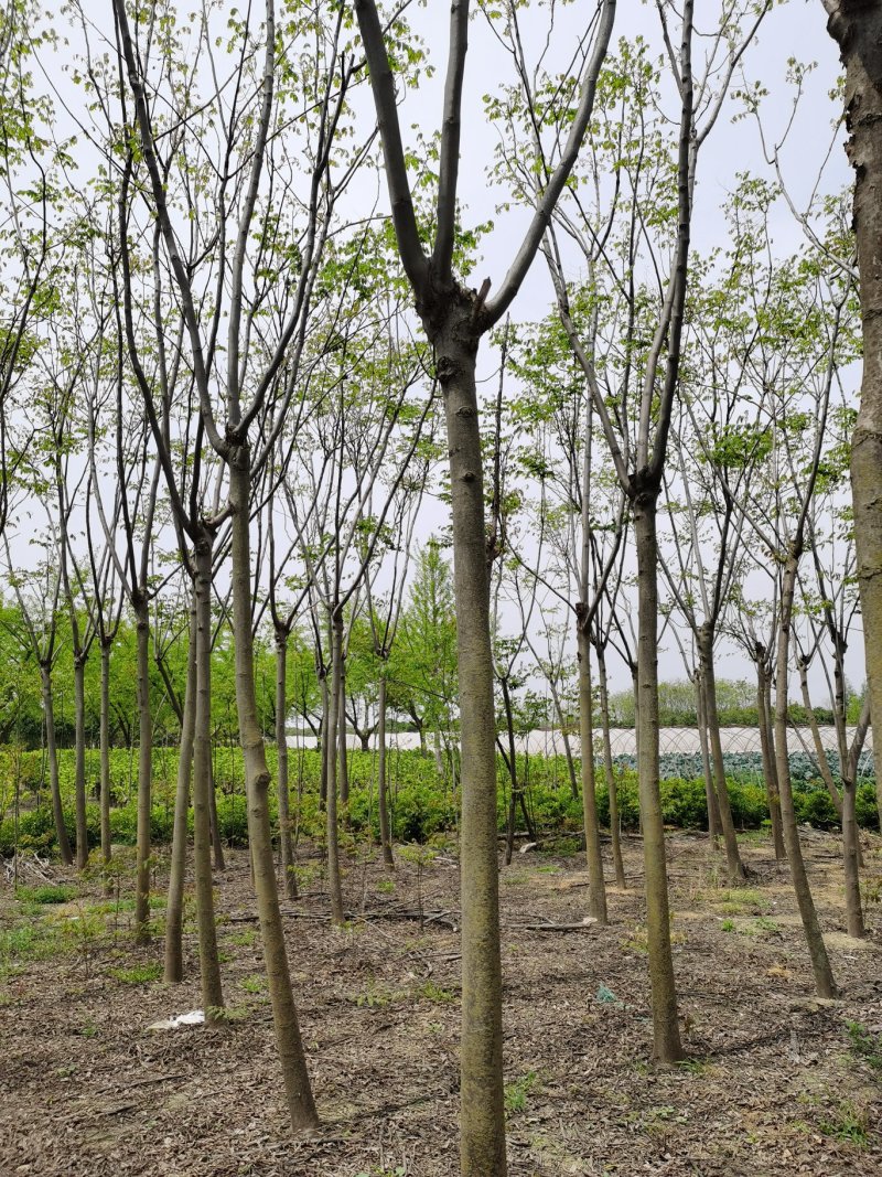栾树黄山栾树栾树批发栾树价格