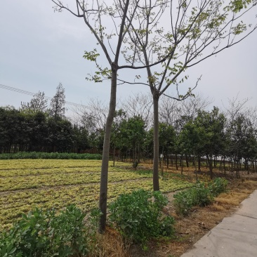 栾树黄山栾树栾树批发栾树价格