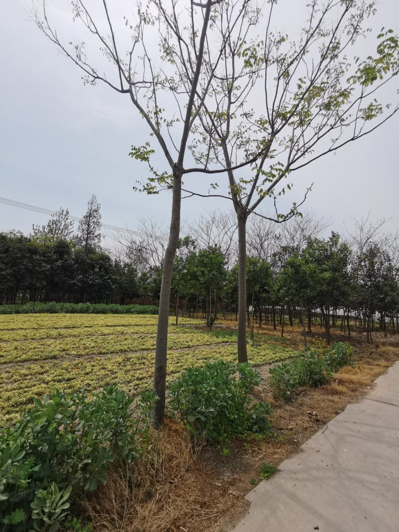 栾树黄山栾树栾树批发栾树价格