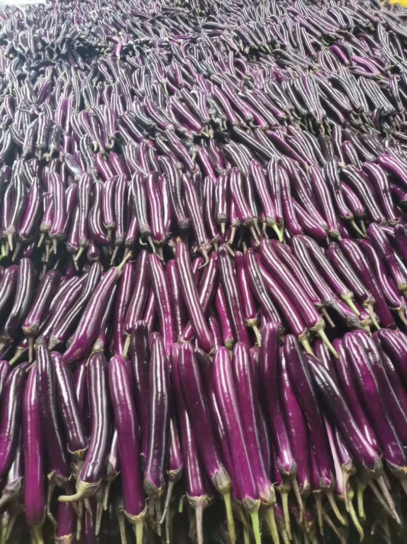 《推荐》云南建水红茄，基地直供，保质保量，量大优惠，