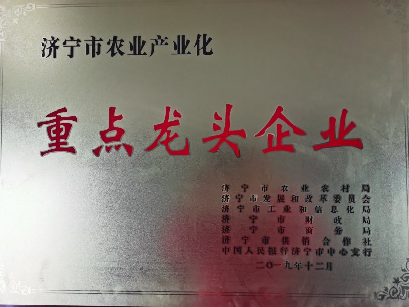 红薯苗脱毒龙薯九号大田苗龙九红薯苗大量供应中