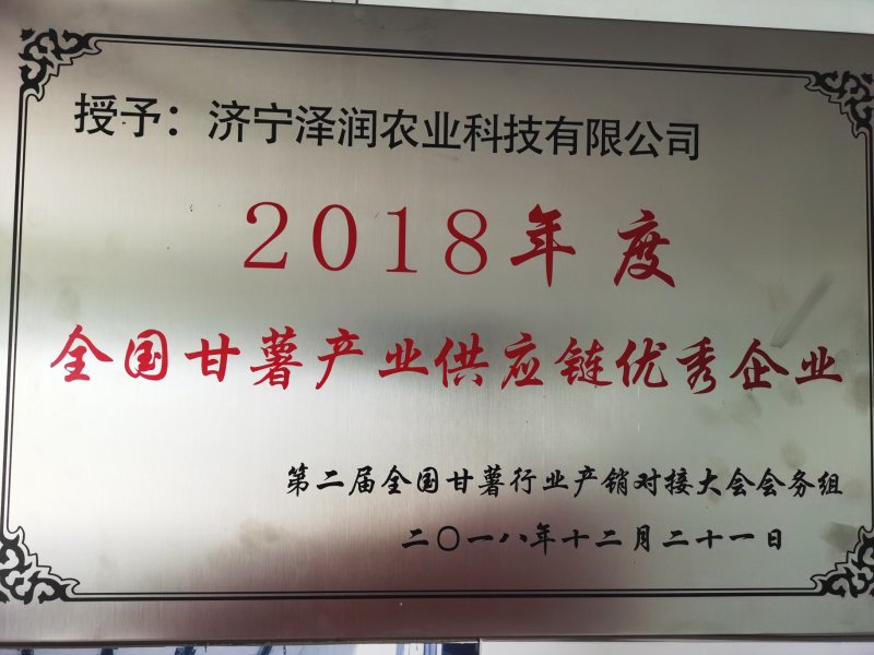 红薯苗脱毒龙薯九号大田苗龙九红薯苗大量供应中