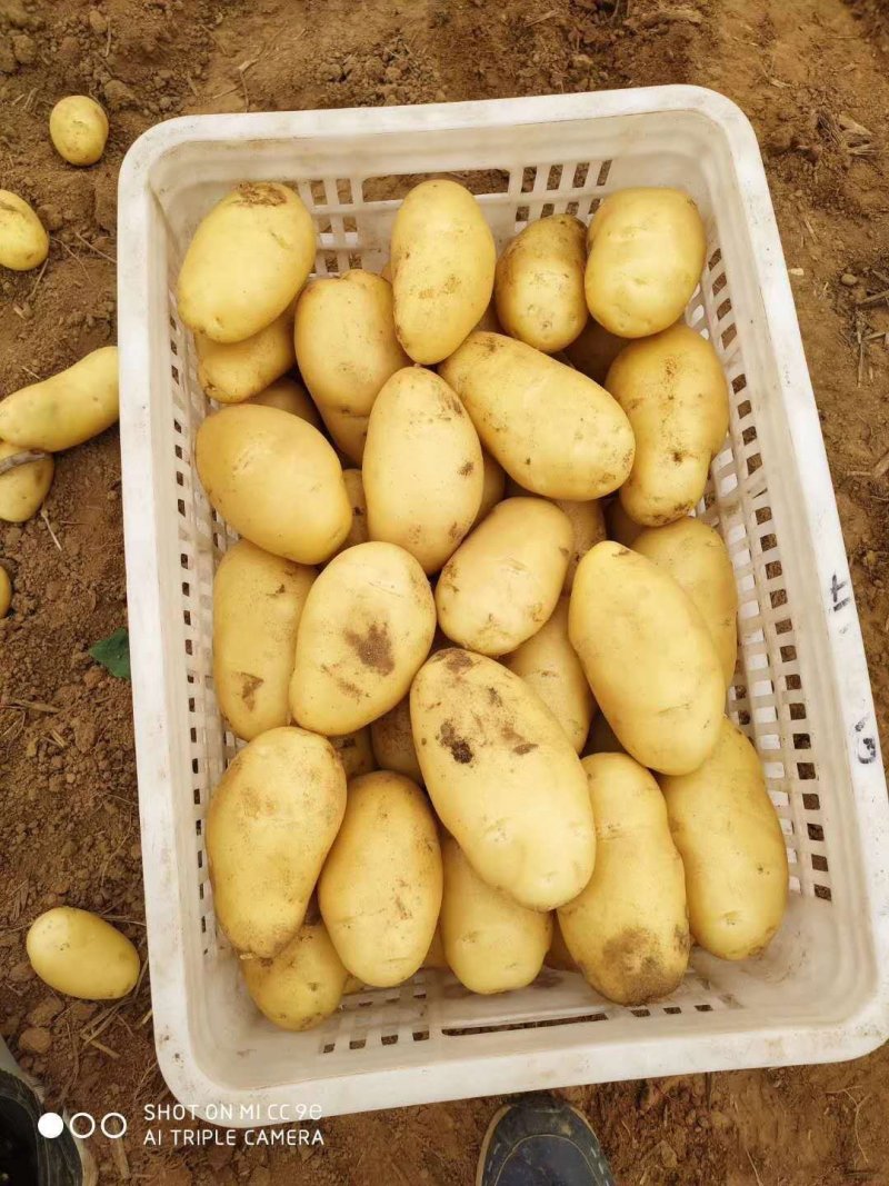 产地直供，颜色亮，薯形光滑，芽眼浅，整体个头饱满。