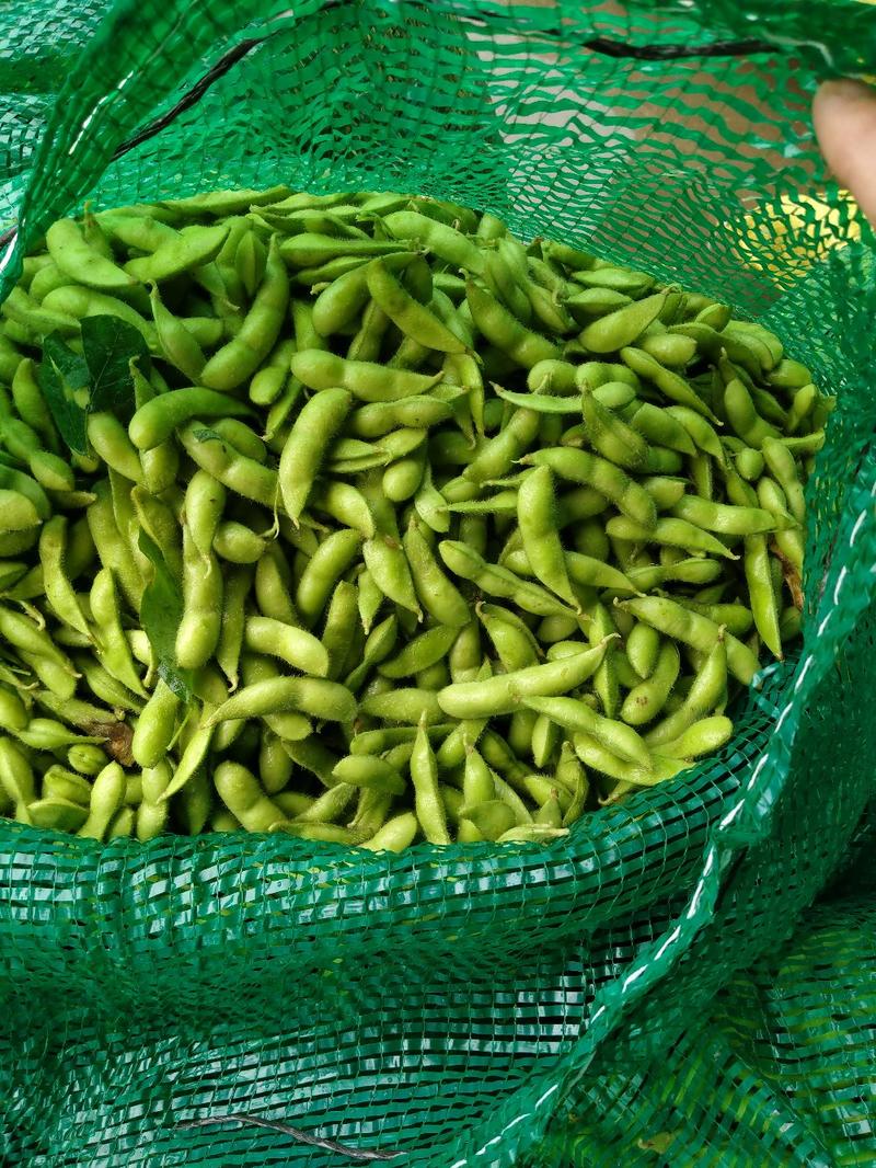 毛豆广西特早绿宝石毛豆，颗粒饱满，产地提供便宜回程车冷藏