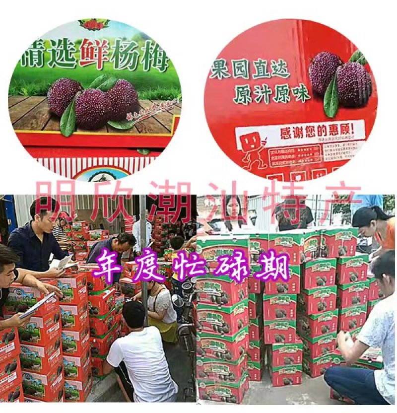 乌稣杨梅新鲜现摘广东汕头金灶产地批发一件代发
