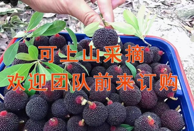 乌稣杨梅新鲜现摘广东汕头金灶产地批发一件代发