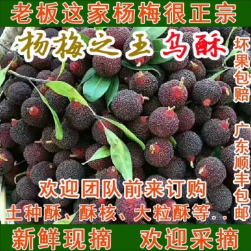乌稣杨梅新鲜现摘广东汕头金灶产地批发一件代发