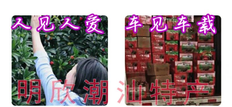 乌稣杨梅新鲜现摘广东汕头金灶产地批发一件代发