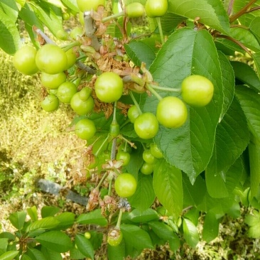 大樱桃