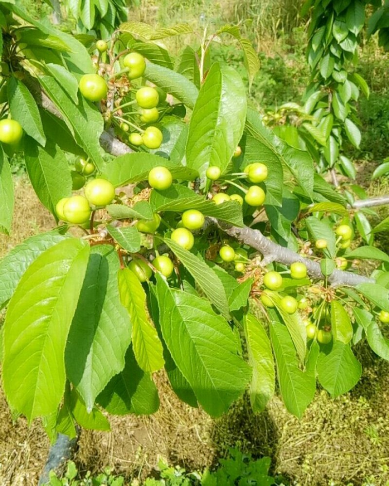 大樱桃