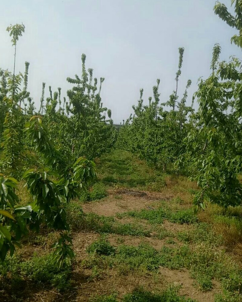 大樱桃