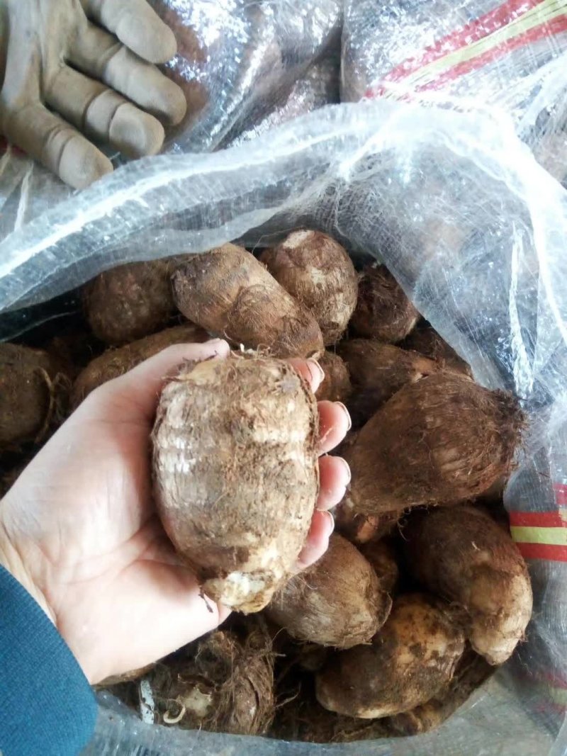 产地直销8520毛芋头大统货，球多大，颜色黄，快来买吧。