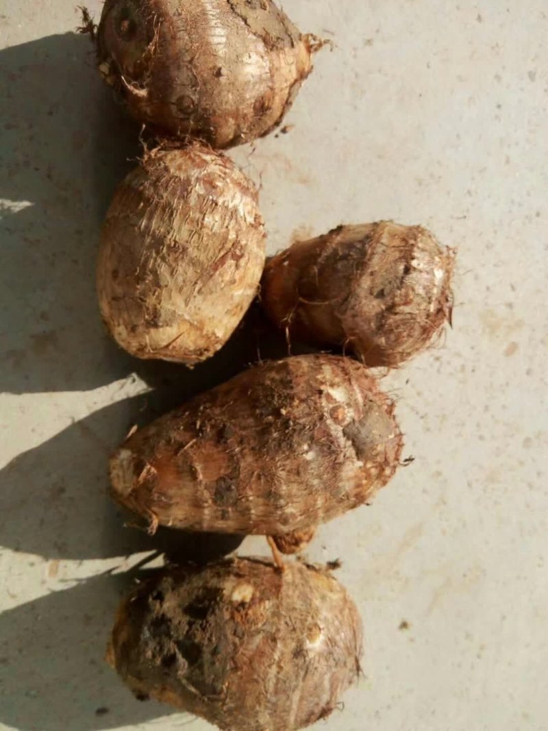 产地直销8520毛芋头大统货，球多大，颜色黄，快来买吧。