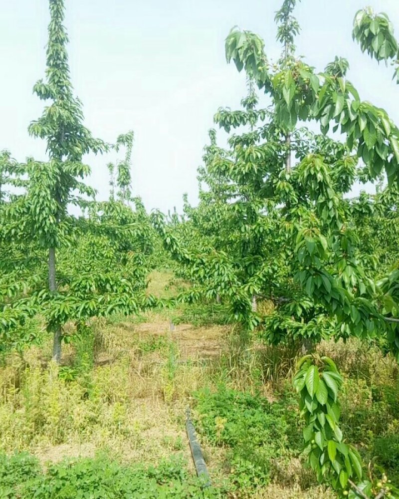 大樱桃