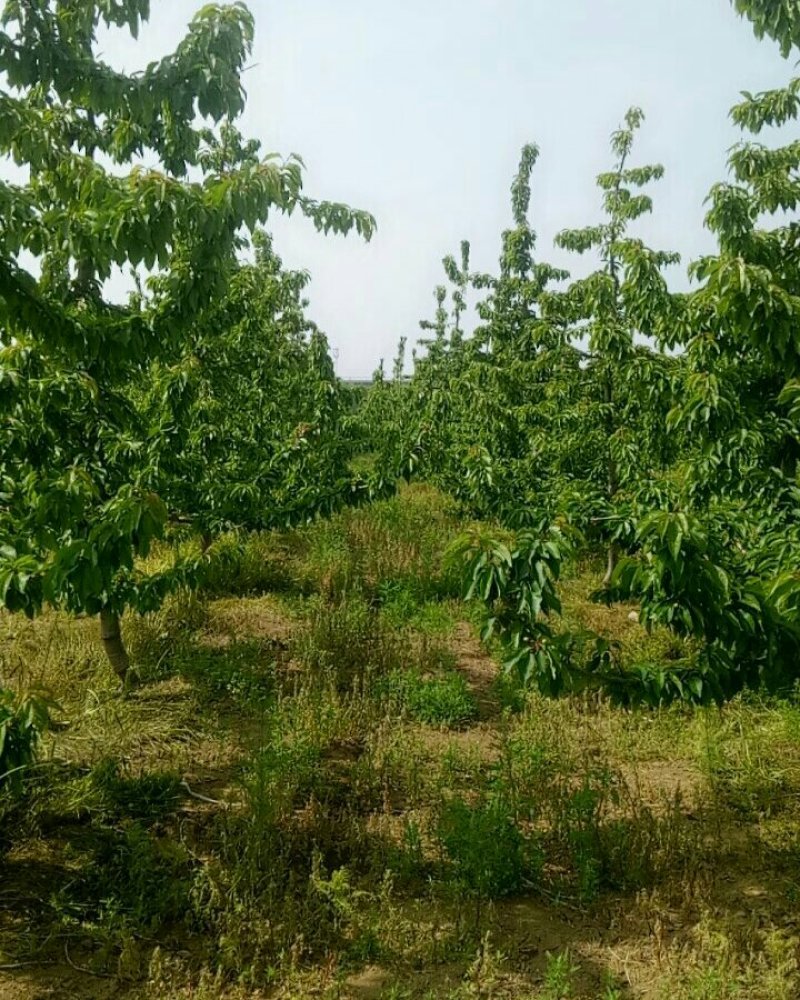 大樱桃