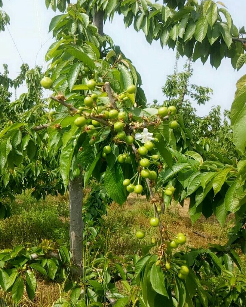 大樱桃