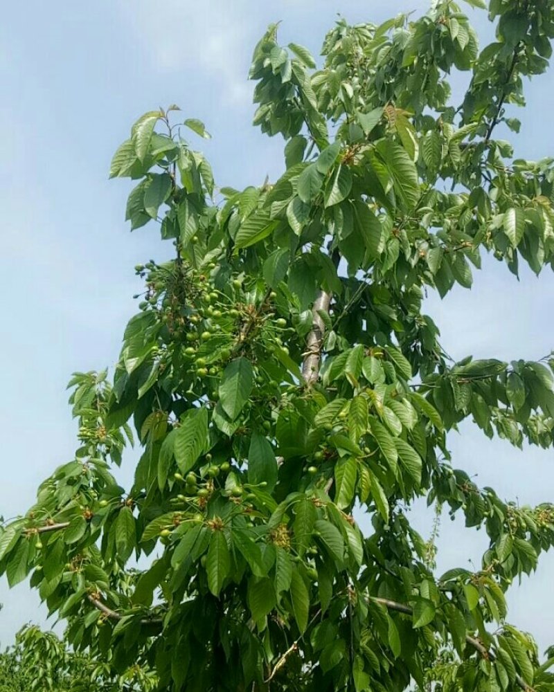 大樱桃