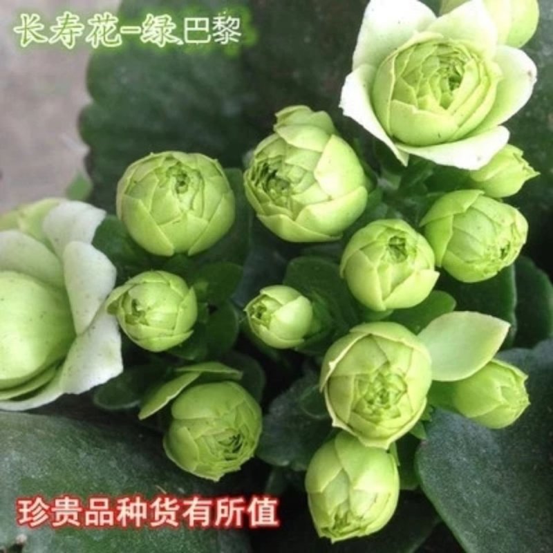 花卉进口绿巴黎长寿花盆栽带花苞多肉植物阳台带花苞四季开花