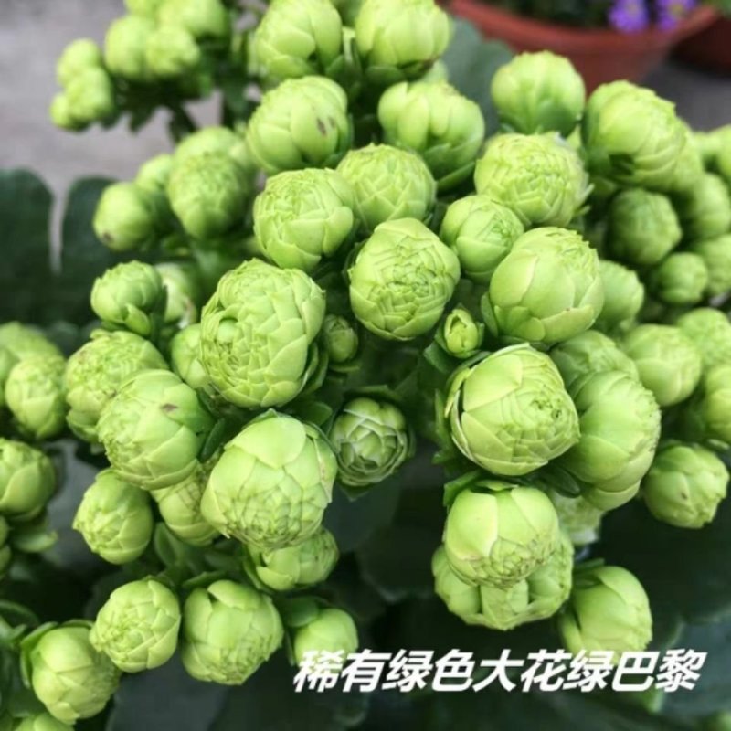 花卉进口绿巴黎长寿花盆栽带花苞多肉植物阳台带花苞四季开花