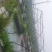 青蛙苗