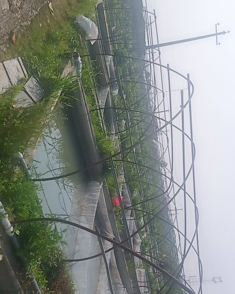 青蛙苗