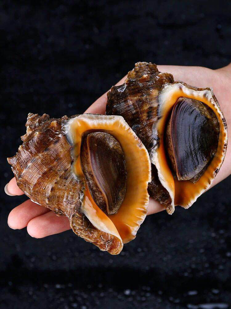 精品地笼海螺