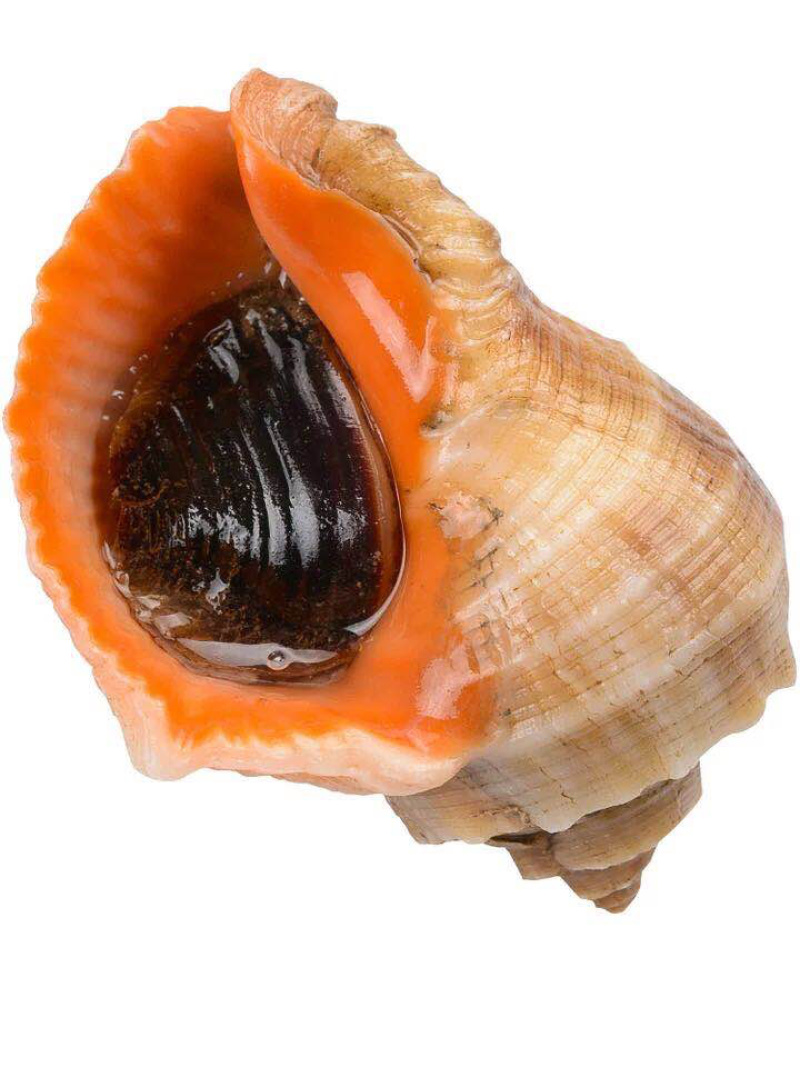 精品地笼海螺