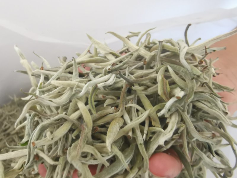 云南景谷大白茶