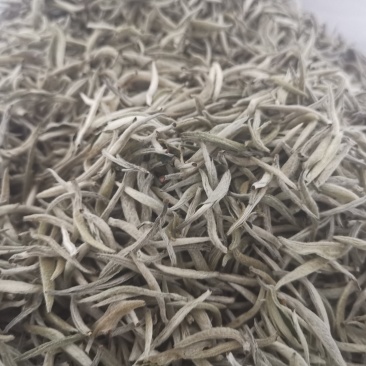 云南景谷大白茶