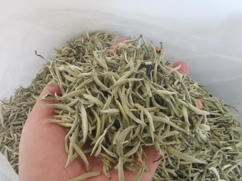 云南景谷大白茶