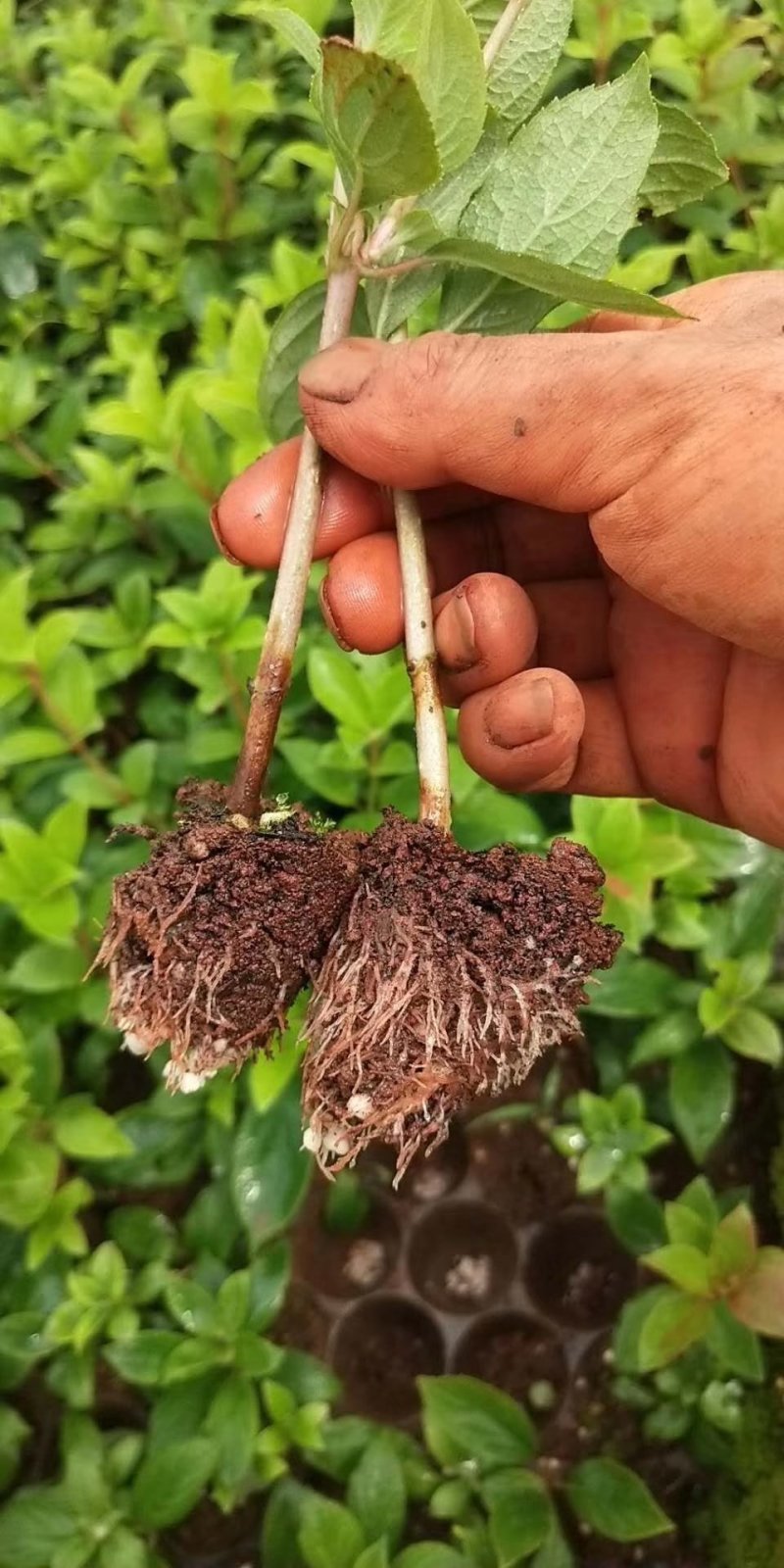 木绣球苗石灰灯大量出售
