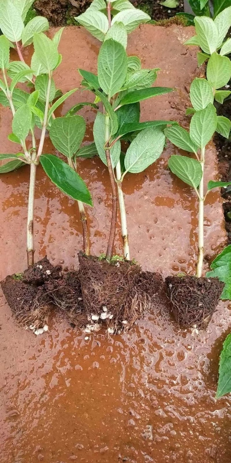 木绣球苗石灰灯大量出售
