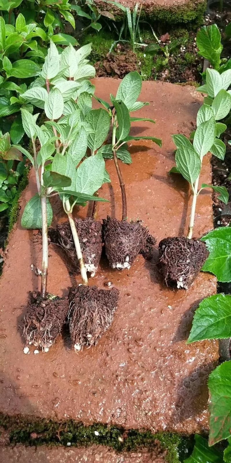 木绣球苗石灰灯大量出售