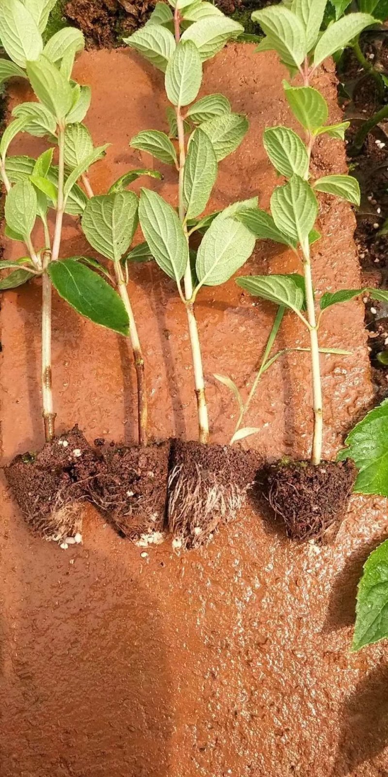 木绣球苗石灰灯大量出售