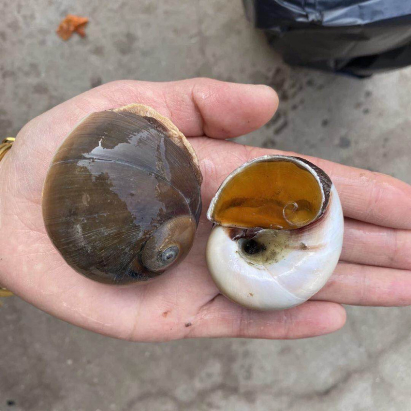 精品香螺，猫眼螺，好货不等人，不是天天有