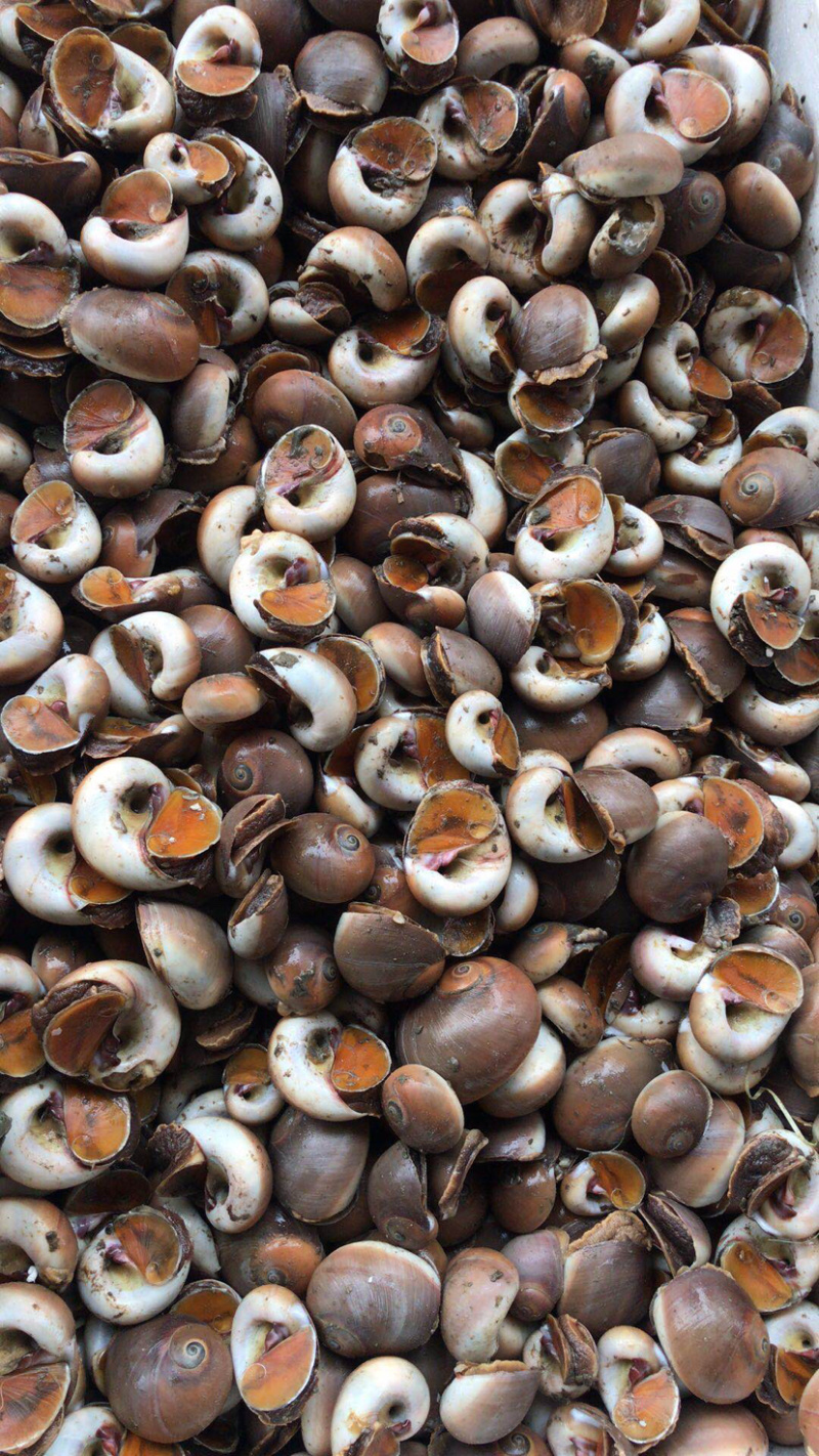 精品香螺，猫眼螺，好货不等人，不是天天有