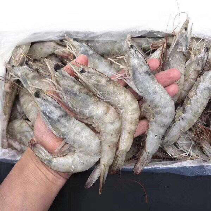 精品盐水大对虾，各种规格