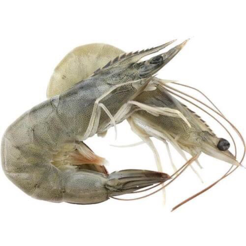 精品盐水大对虾，各种规格