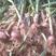 大蒜，河北紫皮蒜，把蒜苗蒜千亩大量上市，价格便宜质量保证