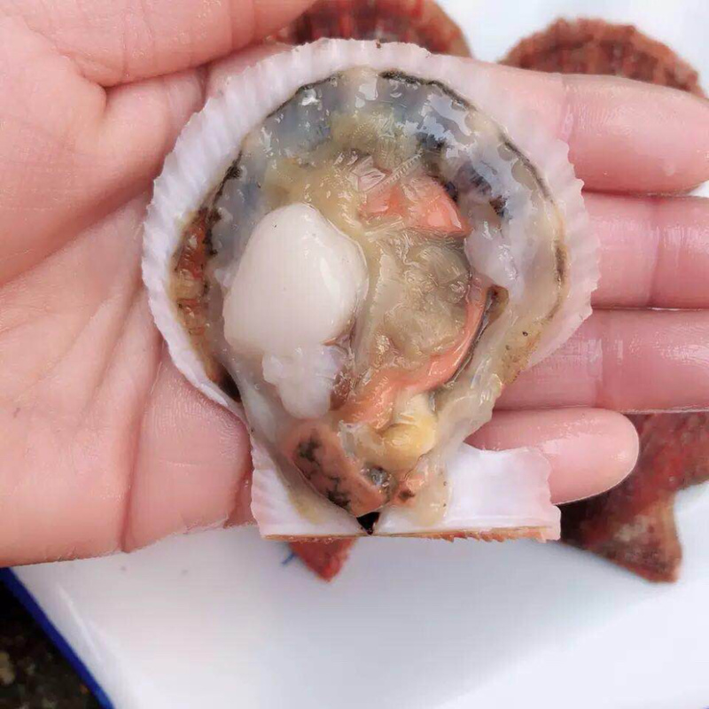 精品港湾贝，小红贝